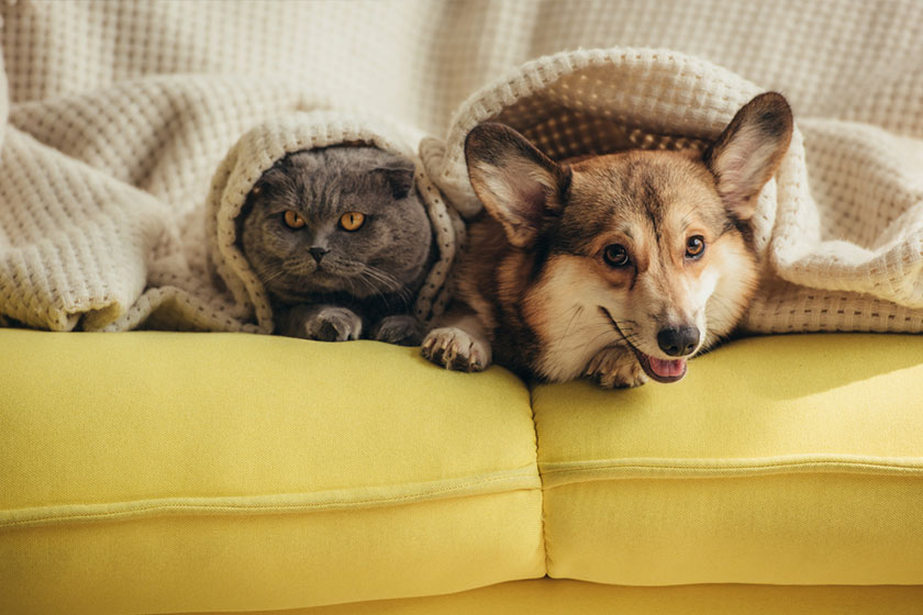 Cat and dog lying together under blanket