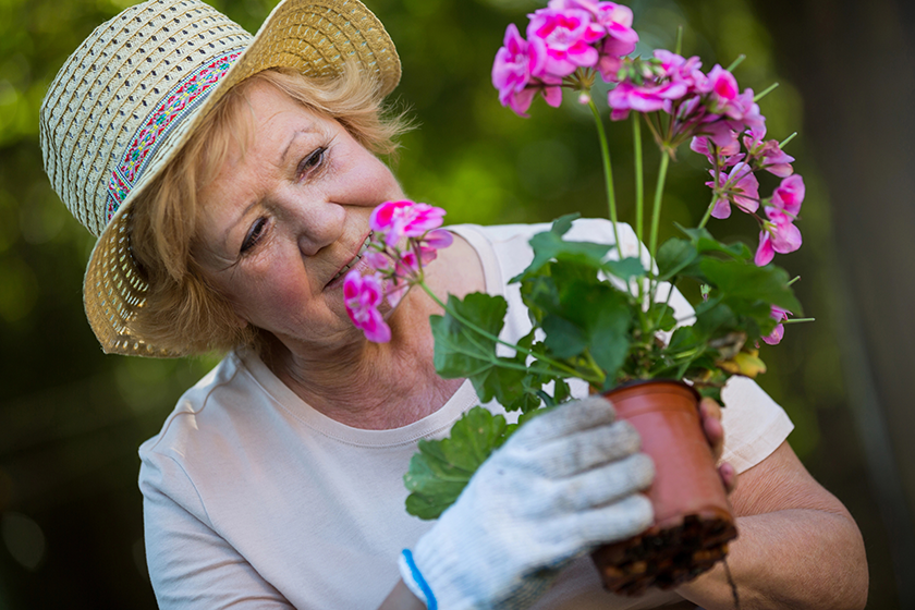 senior-woman-holding-pot-plant-in-garden senior-woman-holding-pot-plant-in-garden